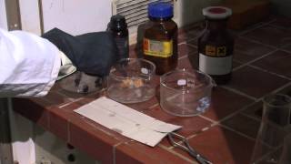 Reaktion der Alkalimetalle Lithium Kalium und Natrium mit H2O  Wasser [upl. by Tega512]