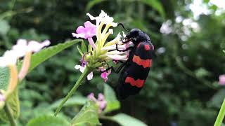 HYCLEUS BLISTER BEETLES feeding on FLOWERS drpurnasreeramaneni By Dr Purna Sreeramaneni [upl. by Eugirne777]