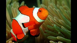 Focus on Species Clownfish aka anemonefish [upl. by Niawd]