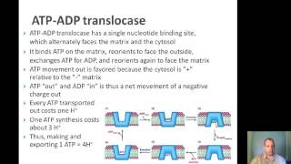 BTN223 ETC Inhibitors ATPADP Translocase PO Ratio NADH Shuttles [upl. by Placido]