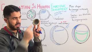 L4 Gastrulation In Human Embryonic Development fully explained by Dr A Hadi [upl. by Maximo]