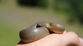 Rubber Boa  Reptiles of BC [upl. by Kearney626]