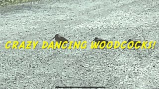 Crazy Dancing Woodcocks [upl. by Attenwahs787]