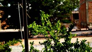 Canon EOS Rebel XS test video HD [upl. by Attiuqihc]