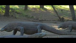 Komodo Dragon Tour [upl. by Bettye]