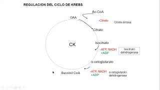 Regulación de los metabolismos parte 2 [upl. by Nanette423]