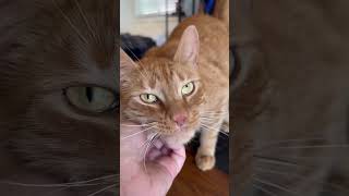 Nibbles of love petsittinginlosangeles catsittinginlosangeles orangecatbehavior vipfeline [upl. by Arch]