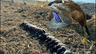 GREASY North Dakota Mallard Hunt with a HYBRID 7 MAN LIMIT [upl. by Dunson]