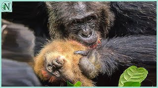 Monkeys Dying In A Chimps Jaws [upl. by Elaynad898]