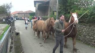 Feria de Sanfelices de Buelna 17 11 2024 [upl. by Ijar]