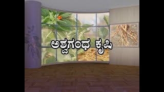 Ashvagandha cultivationಅಶ್ವಗಂಧ ಕೃಷಿ [upl. by Liauqram]