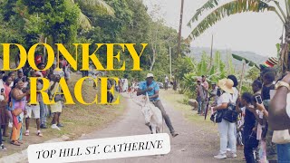 DONKEY RACE IN JAMAICA TOP HILL DISTRICT 2024 [upl. by Banquer70]