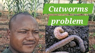 Cutworms Stuntamp Uneven growth Cover crops lessons [upl. by Kremer209]