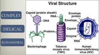 General characteristics of viruses In Hindi [upl. by Belda]