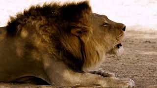 Lion Roar  Thunderous Roar of Massive Lion  Kgalagadi Transfrontier Park 🦁 [upl. by Leunas]