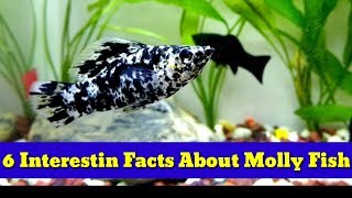 6 Interesting Facts About Molly Fish [upl. by Lareine157]