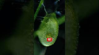 Bladderwort Plant🤯 shorts trending facts viral plants [upl. by Laresa]