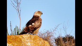 Short toed snake eagle Circaetus gallicus φιδαετός  Cyprus 2722021 [upl. by Berte]