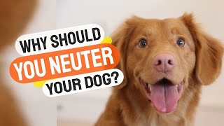 WHY Should You SPAY or NEUTER Your Dog🐶✂️ [upl. by Onin]