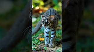 Rusty Spotted Cat  The Worlds Smallest Cat  wildanimals animals wildlife [upl. by Nylyrehc458]