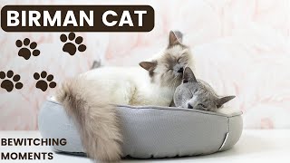 quotBewitching Moments with Beautiful Birman Cats Detailed video on Birman Cat4K PETHEAVEN [upl. by Erde]