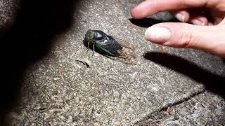 cool Swamp Cicada [upl. by Arratal]