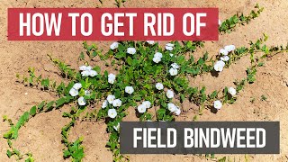 How to Get Rid of Field Bindweed Weed Management [upl. by Stafford]