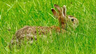 A FOUR EARED RABBIT GRAZING IN MY YARD [upl. by Akemaj]