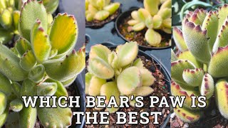 Which Bears Paw Is The Best Cotyledon Tomentosa vs White Variegated vs Yellow Variegated [upl. by Anjanette]