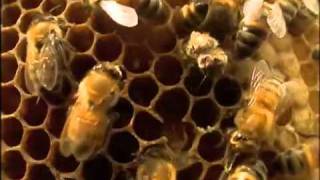 Interpreting the Language of Bees [upl. by Asum]