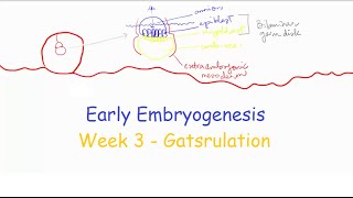 Week 3 Part 1 Gastrulation  Medical Embryology [upl. by Eenat]