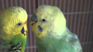 Male BudgieParakeet Courting [upl. by Viddah]