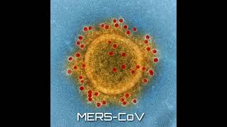 The origin of the Coronaviruses and their variations [upl. by Ameh]