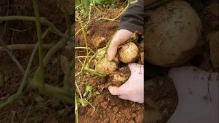 Harvest Jicama Underground farming amazing viral fruitgarden fruitplants carving fruittrees [upl. by Harhay]