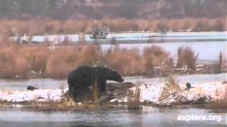 Lowerriver brown bear amp salmon camvery nice cam if you love watching bears101812 [upl. by Manton]