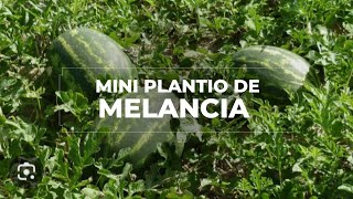 MINI PLANTIO DE MELANCIA 🍉 [upl. by Enitsyrhc]