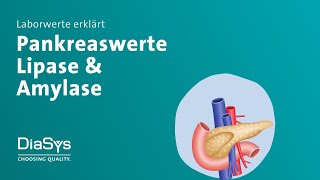 Laborwerte erklärt Folge 5 Lipase Amylase [upl. by Arihsak]