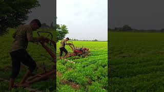 VST Shakti 13HP Power Tiller 🔥 Farming 👳 Mini tractor agriculture satisfying shot farming [upl. by Bozuwa124]