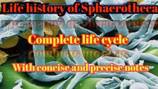 Life history of Sphaerotheca [upl. by Goulden]