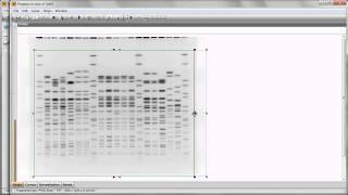 Import and analyze your first gel BioNumerics and GelCompar II 6 [upl. by Antoinetta903]