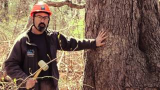 Sounding A Tree  Rutgers Hazard Tree ID Class Tip [upl. by Kresic]