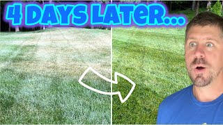 What A Difference 4 Days Can Make plus a spray update [upl. by Onilecram]