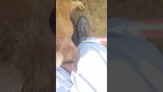 Intramuscular injection technique in goat goat cow buffalo camel treatment shorts [upl. by Hakon]