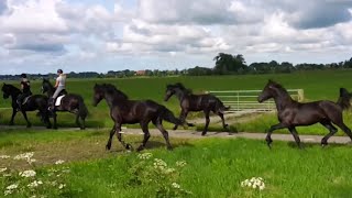 Friesian horses moving to another pasture 🐎 [upl. by Ger558]