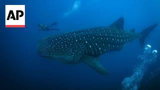 Rising ocean temperatures threaten Galapagos Islands and its unique creatures [upl. by Daj]