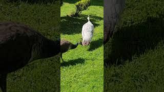 One of the white peahens [upl. by Ennairek]