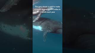 Facts about Whales [upl. by Hutner]