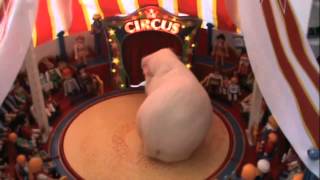 Video 53 Circus pigs [upl. by Acisse1]