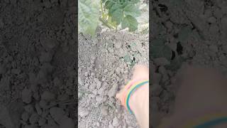 🔥🥵its hot todayminivlogspatato plantsshortsytshorts [upl. by Doubler]