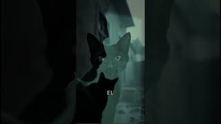 Descubre el OSCURO Secreto del Gato Negro de Poe [upl. by Iot]